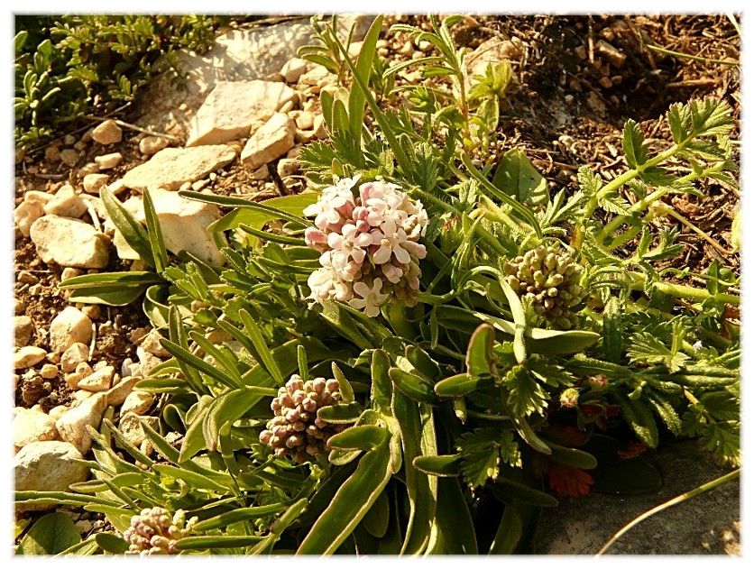 Valeriana tuberosa / Valeriana tuberosa